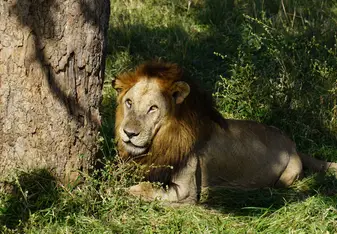 Lion on Mikumi Safari