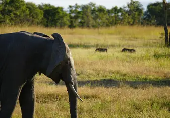 Elephant on Mikumi Safari
