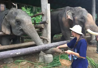 girl feeding elephant