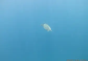 Turtle: you will see a lot of them