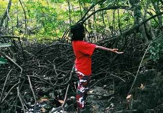 Mangrove 