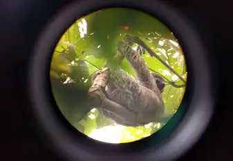 A sloth at the a national park