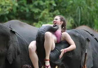 Elephants
