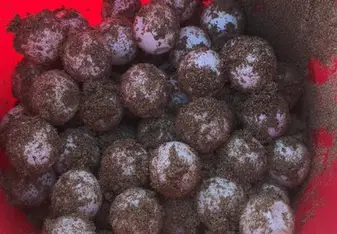 Loggerhead Sea Turtle Eggs 