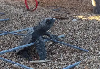 Hatchling 