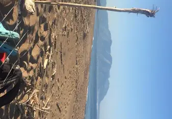 Morning Survey Beach