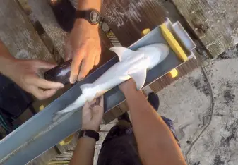 Working close with our friends the lemon sharks