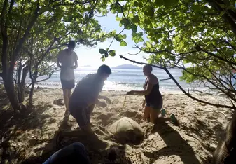 Measuring a turtle at the beach