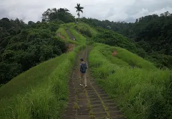 Rice Field