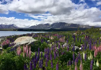 Lake Tekapo in spring