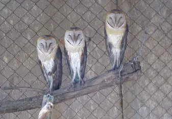 Barn Owls