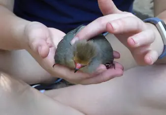 Mouse Bird