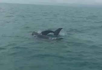 Dolphins