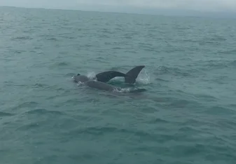 Dolphins
