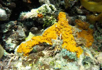 Belize reef 
