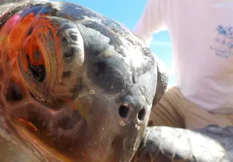 Turtle