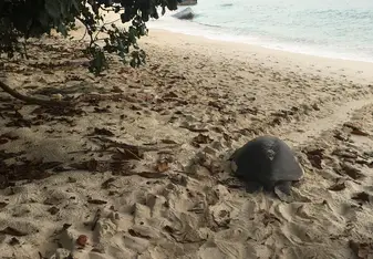 A female turtle crawling back to sea in the morning after laying her eggs that night
