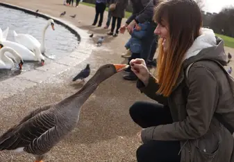 female feeding duck