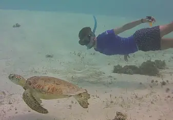 Free diving with turtles at Tobago Cays.