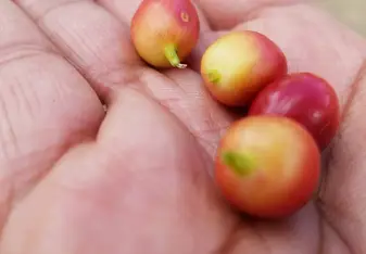 hand holding fruit