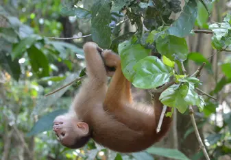 A released monkey plays in the trees 