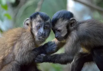 Two baby monkeys playing