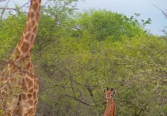 Baby Giraffe with Mum