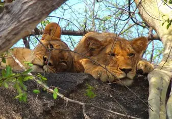 Lioness 
