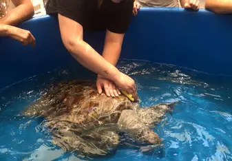 Giving Rinnie a little scrub down before her release!