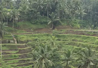 Rice Terrace