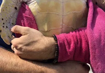 Turtle release