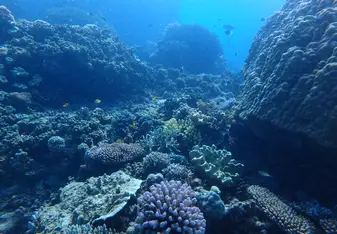 scuba diving on the great barrier reef