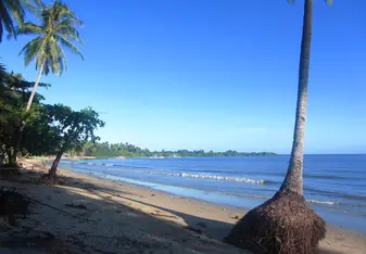 Beach with palm trees 