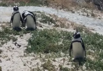 boulders beach