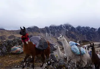 Llamas Trekking