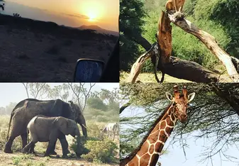 Safari 