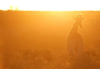 Safari Giraffe Sunset