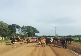 The road to the clinic. Cows everyday! 