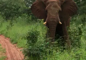 Elephant
