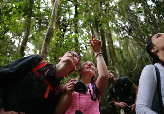 Rainforest