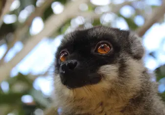 Lemur