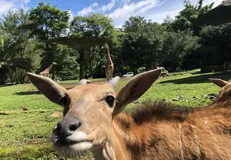 Taman Safari