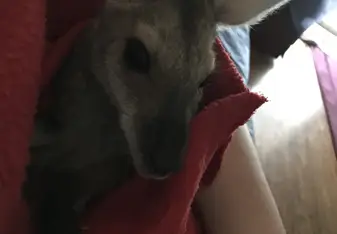 wallaby