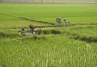 A picture of bikes in rice paddies in rural Vietnam.