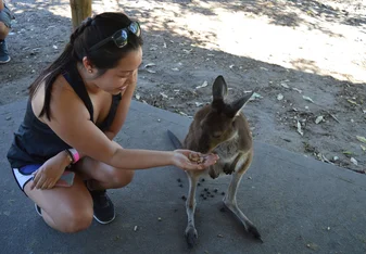 Isabel feeding a kangaroo.