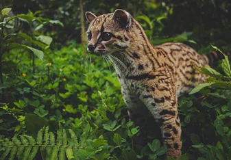 Volunteer with the margay in the Amazon.