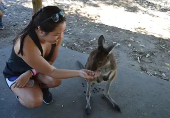 Isabel feeding a kangaroo.