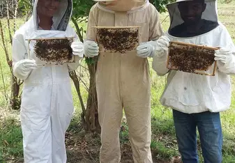 Bee Fences