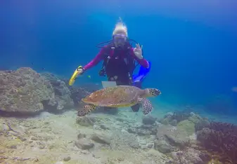 Turtle love 