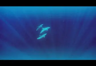 Swimming with dolphins 